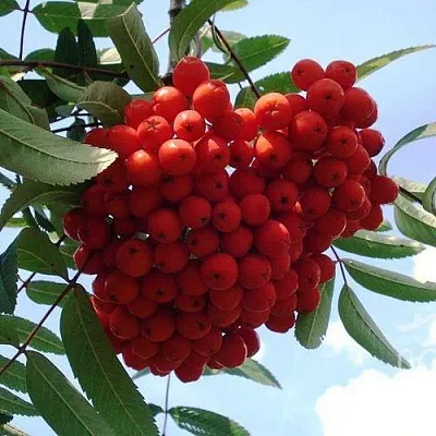 Рябина САХАРНАЯ ПЕТРОВА сладкоплодная  Рябина САХАРНАЯ ПЕТРОВА сладкоплодная в Раменском