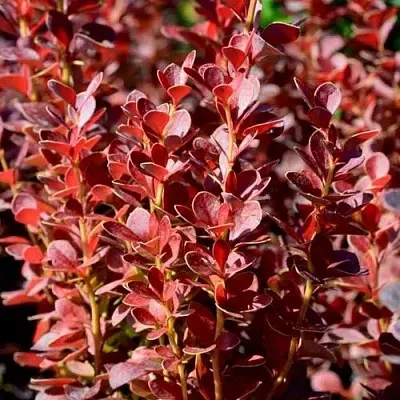 Барбарис ВУЛКАНО тунберга в Раменском