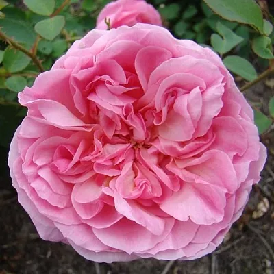 Саженцы роз ХАЙДИ ХОЛЛ английская  Саженцы роз ХАЙДИ ХОЛЛ английская в Раменском