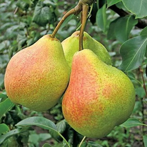 Груша АЛЁНУШКА в Раменском