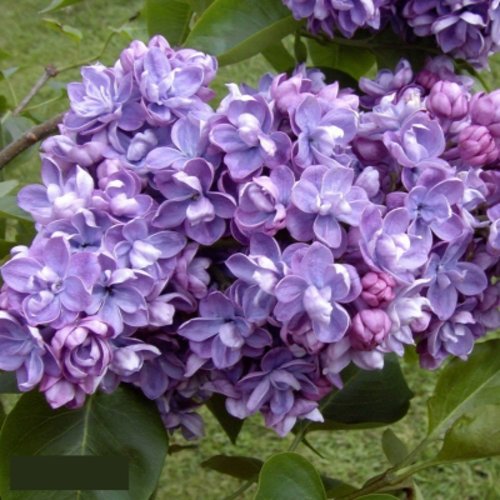 Сирень АМИ ШОТТ в Раменском