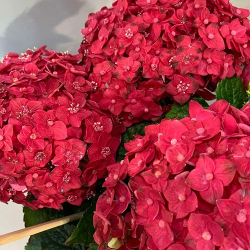 Гортензия ЭНДЛЕСС САММЕР ЛАВ крупнолистная в Раменском