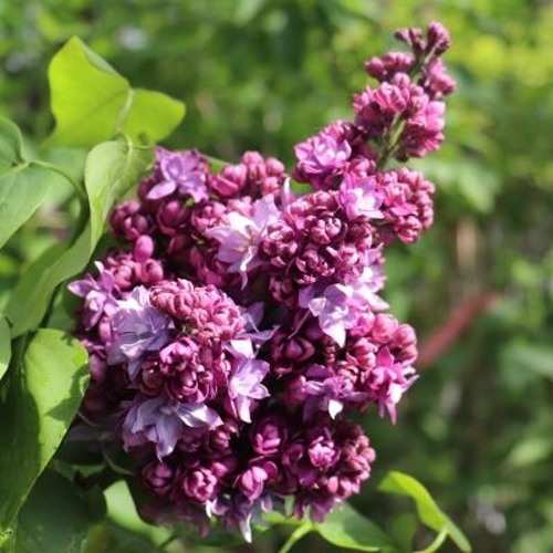 Сирень МАРШАЛ МАЛИНОВСКИЙ в Раменском