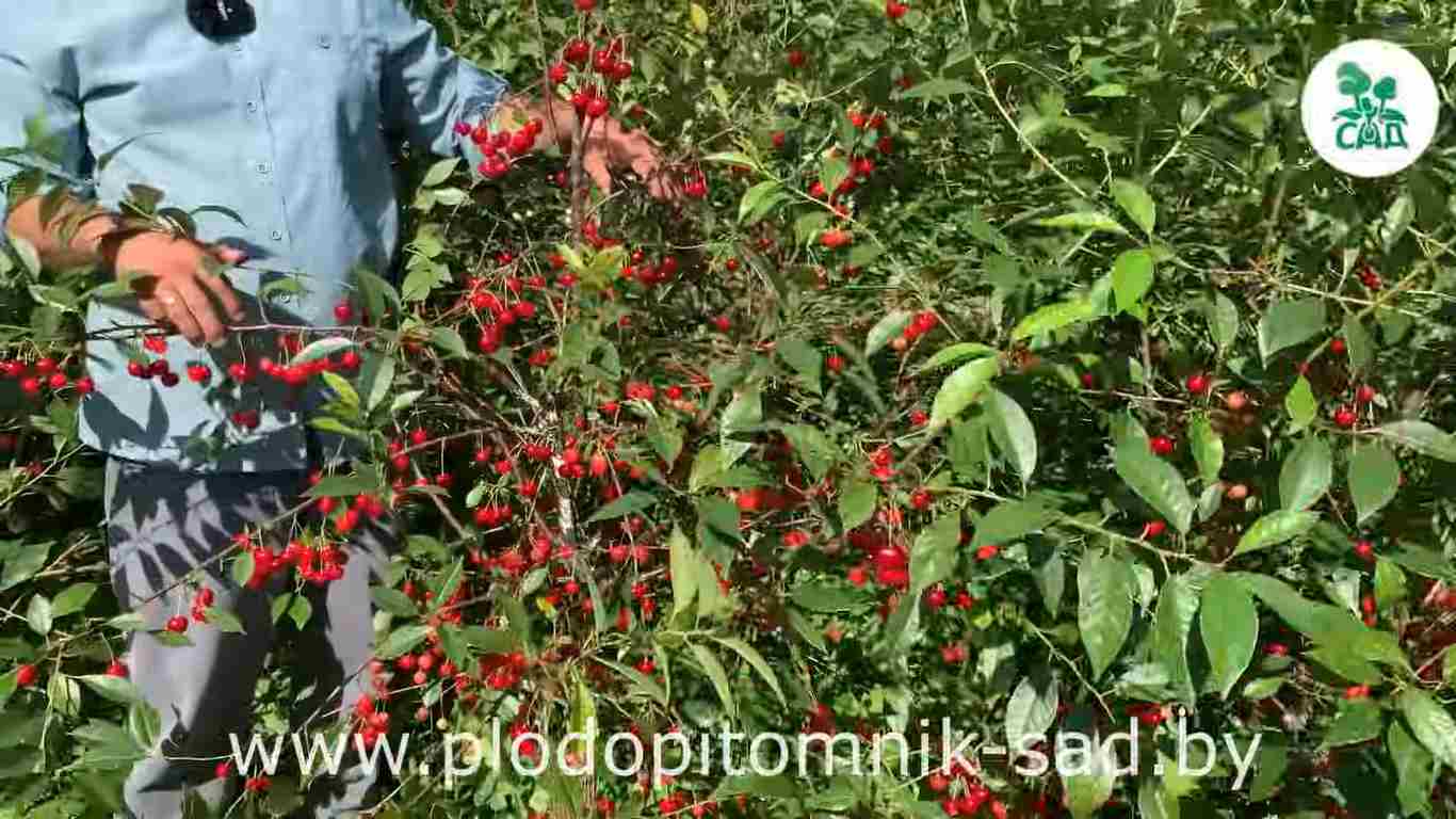 Превью видео