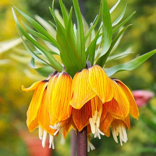 Рябчик СТРАЙПТ БЬЮТИ императорский в Раменском