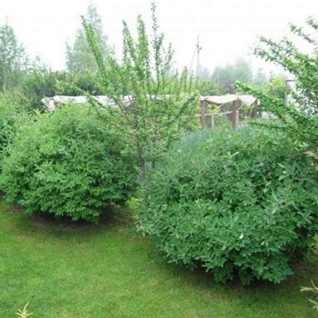 жимолость в саду.jpg