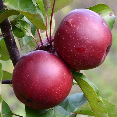 Яблоня красномясая в Раменском