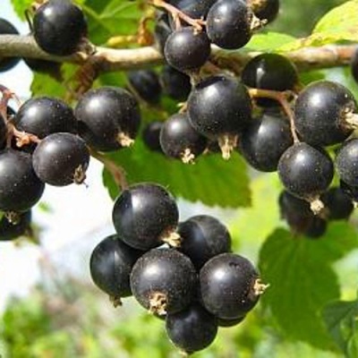 Смородина черная АЖУРНАЯ в Раменском