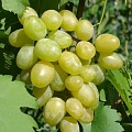 Виноград в Раменском
