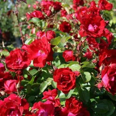Роза ЧАМПЛЕЙН флорибунда в Раменском