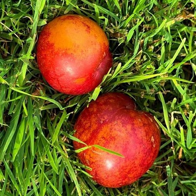Шарафуга НЕКТАРИННАЯ в Раменском