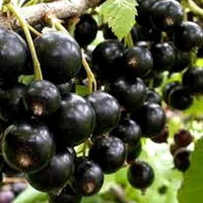 Смородина черная ОРЛОВСКИЙ ВАЛЬС в Раменском
