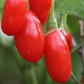 Годжи (чудо-ягода) в Раменском