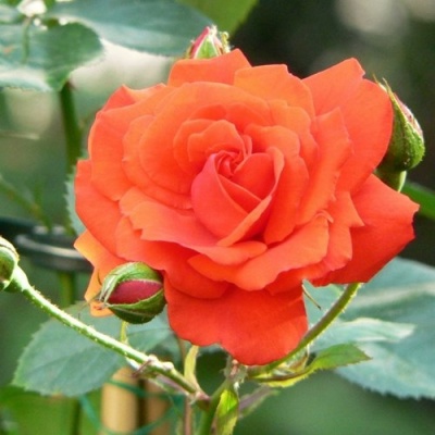 Роза АНЖЕЛИКА чайно-гибридная  в Раменском