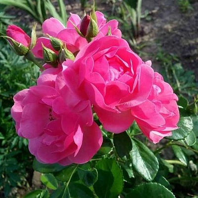Роза АНГЕЛА флорибунда в Раменском
