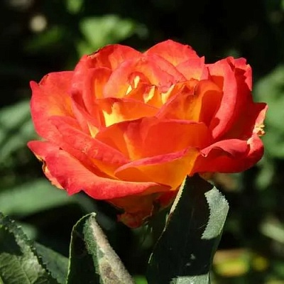 Роза ЛИНА чайно-гибридная  в Раменском