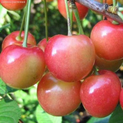 Черешня ЮЛИЯ в Раменском