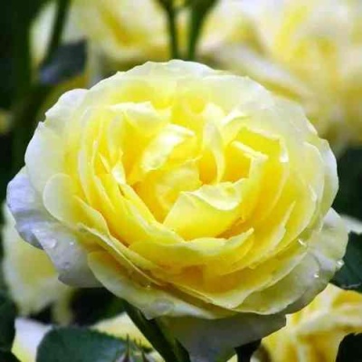 Роза КОМТЕСС ДЮ БАРИ флорибунда  в Раменском