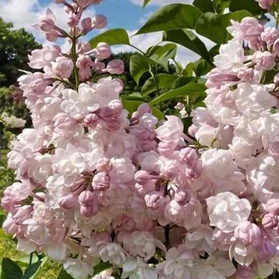 Сирень КРАСАВИЦА МОСКВЫ в Раменском