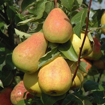 Груша СЕВЕРЯНКА в Раменском