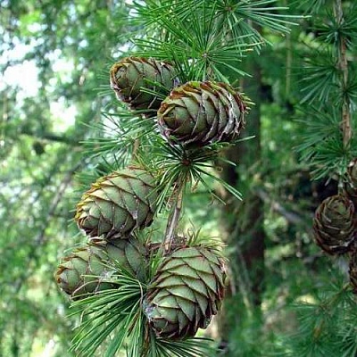 Лиственница европейская в Раменском