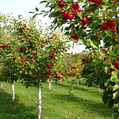Плодовые деревья в Раменском