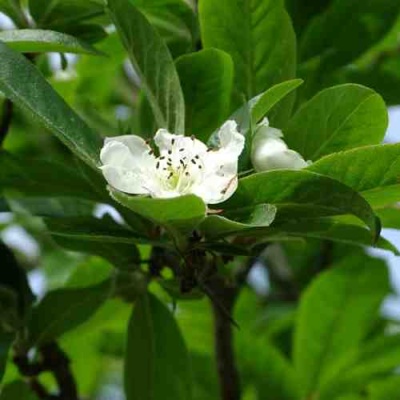 МУШМУЛА  в Раменском