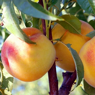 Персики в Раменском