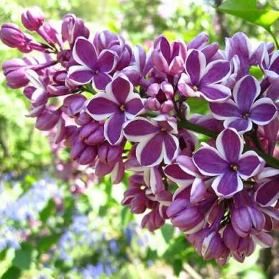Сирень СЕНСАЦИЯ в Раменском
