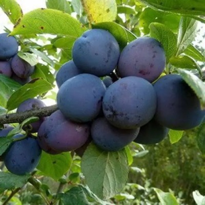Слива КРОМАНЬ в Раменском