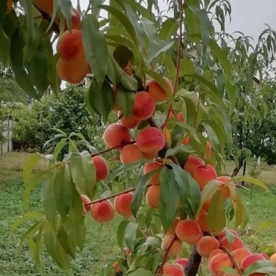 Персик ВУЛКАН в Раменском