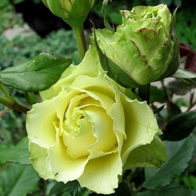 Роза ЛИМБО (ДОЛЛАР) чайно-гибридная  в Раменском