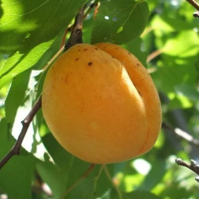 Абрикос ОРЛОВЧАНИН в Раменском