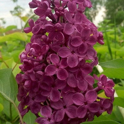 Сирень ИНДИЯ в Раменском