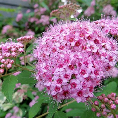 Розовая в Раменском