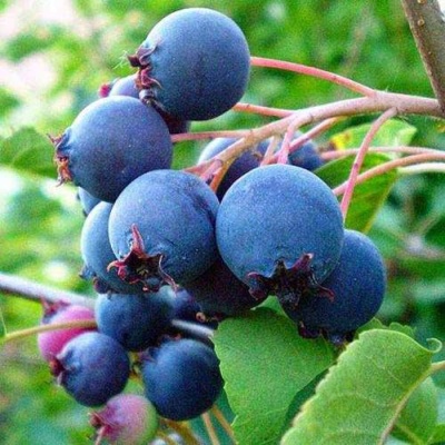 Ирга ПЕМБИНА в Раменском