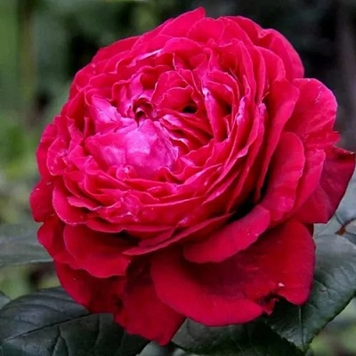 Роза 4 ВЕТРОВ флорибунда  в Раменском