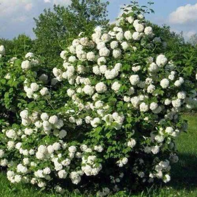Калина БУЛЬДЕНЕЖ в Раменском