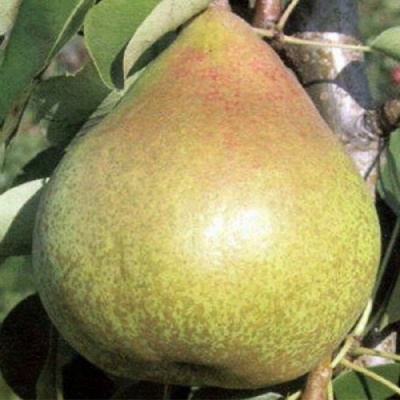 Груша КОРОЛЛА в Раменском
