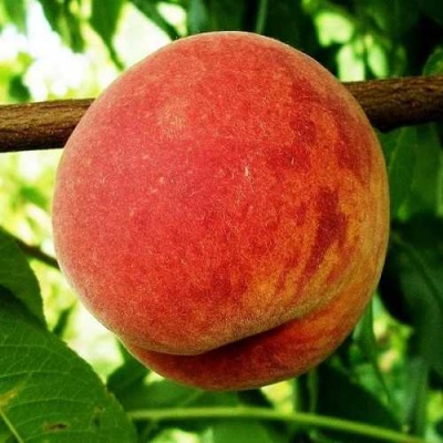 Персик ВАРДЕНИ в Раменском