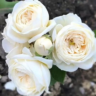 Роза АРТЕМИС шраб в Раменском