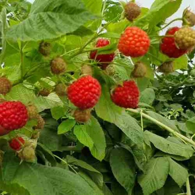 Малина КВЕЛЛИ в Раменском