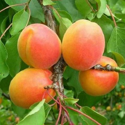 Абрикос ДЖУМБО КОТ в Раменском