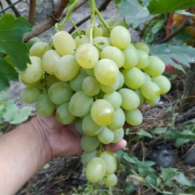 Виноград ВАНЮША в Раменском