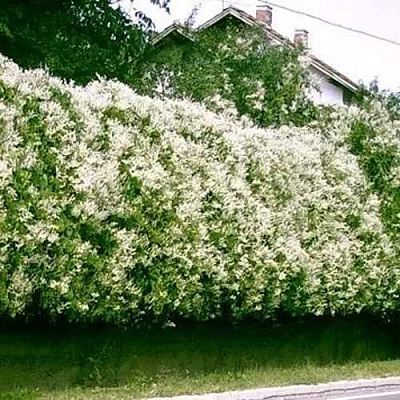 Фаллопия в Раменском