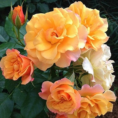 Роза ТЕКИЛА флорибунда  в Раменском