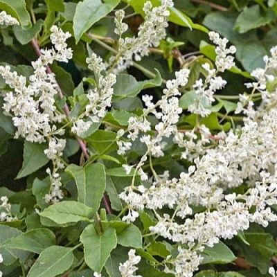 Фаллопия АУБЕРТА в Раменском