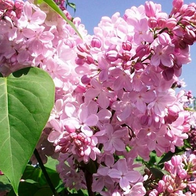 Сирень АДЕЛИНА в Раменском