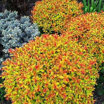 Низкорослая в Раменском