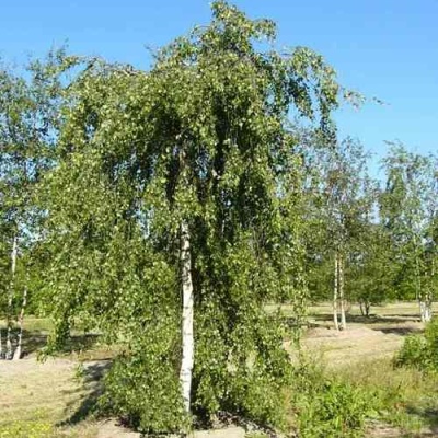 Береза повислая в Раменском